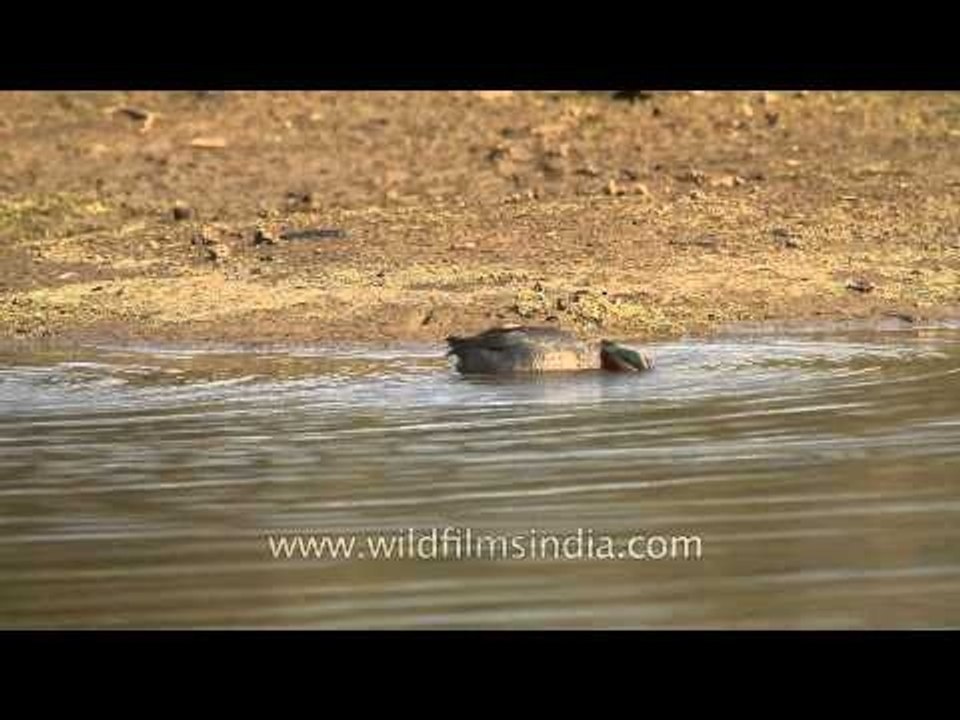 Common Teal and a Black-winged Stilt in Sariska...