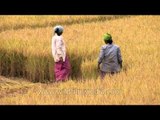 Women cutting mature paddy in Karnataka before harvest!