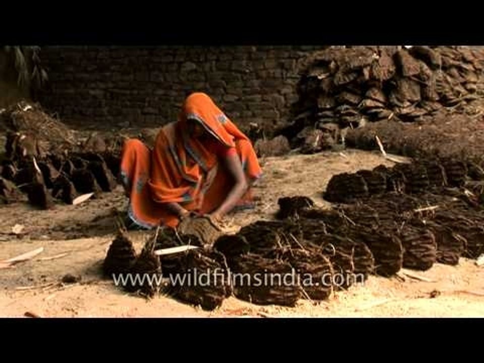 Indian villager makes cow dung cakes for use as cooking fuel, Uttar Pradesh