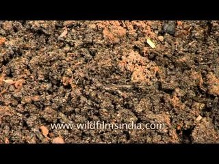 Earthworm culture for agricultural purposes in Uttar Pradesh