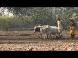 Farmer couple ploughing the fields in Uttar Pradesh