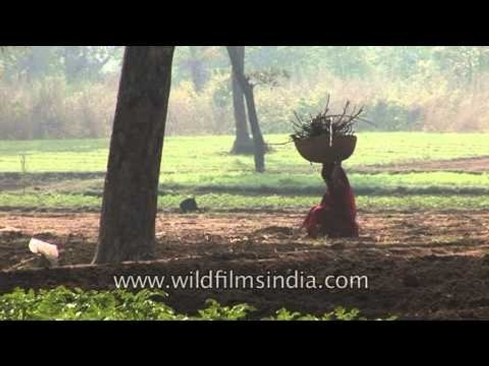Collecting twigs for chulhas (cook stove), Uttar Pradesh