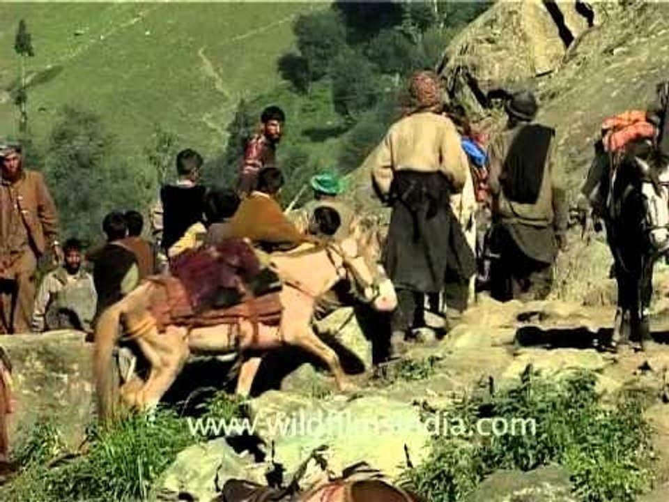 Mules and porters do the leg-work to get pilgrims up to Amarnath!