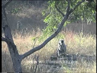 Langur in Bandhavgarh, Madhya Pradesh