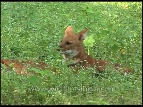 Wild Dogs or Dhole hunt in packs, and can bring down a deer!