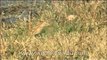 Birds by the Ramganga River in Corbett National Park, Uttaranchal, India.