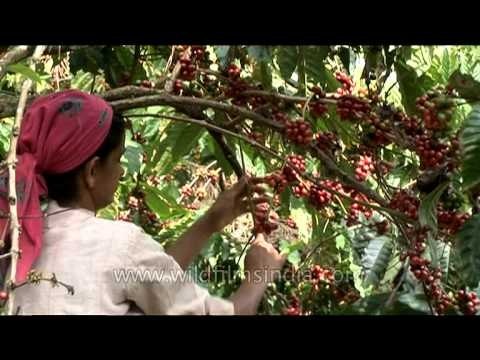 Woman harvesting coffee beans in Karnataka, India