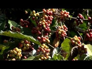 Coffee plantation in Karnataka, India