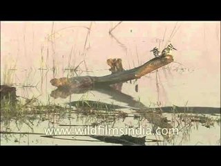 Ceryle rudis or Pied Kingfishers