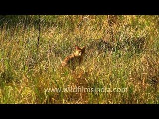 Jungle Cat in Bharatpur