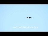 Painted Stork- Bharatpur Bird Sanctuary