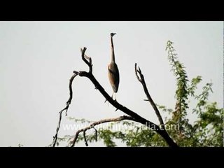 Painted Stork - Bharatpur Bird Sanctuary