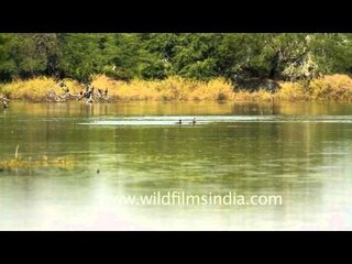 Bharatpur bird sanctuary