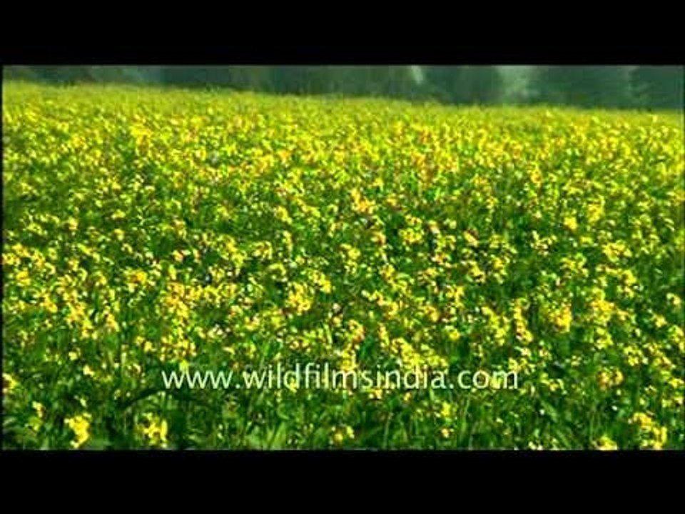 Blooming mustard flowers in a field in Abohar, Punjab