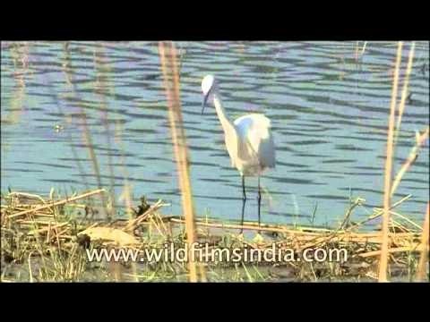 Aquatic birds of Corbett National Park