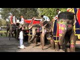 Elephants being dressed up for beauty contests in Jaipur
