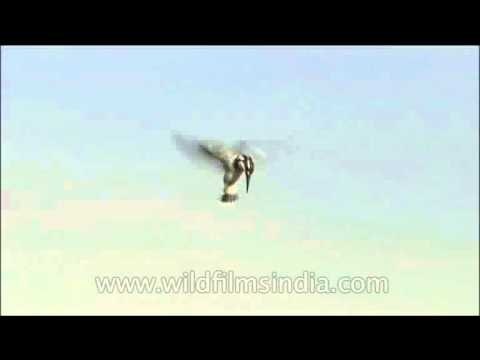 Pied Kingfisher hovering mid-air