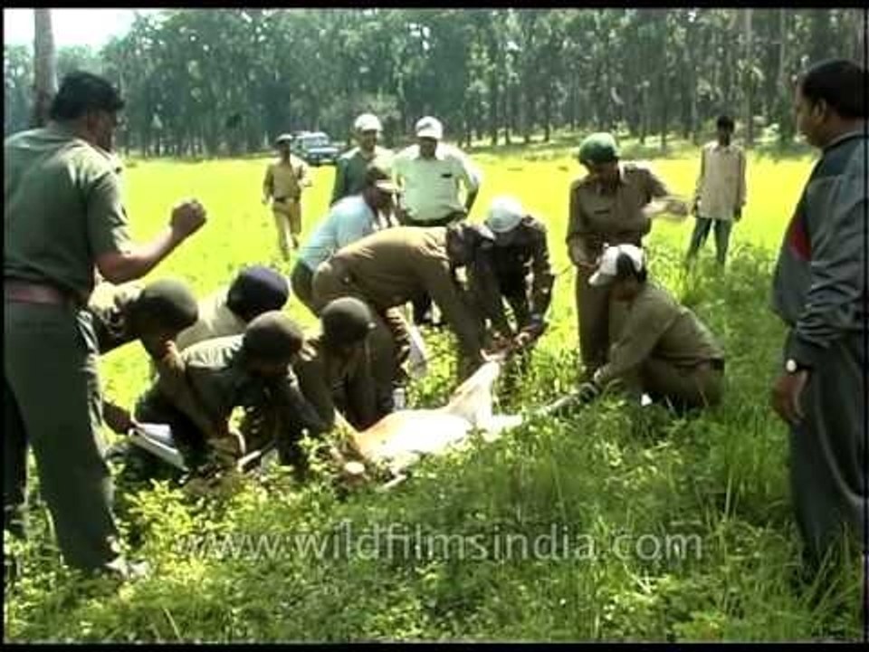 Injured deer being rescued by forest department staff