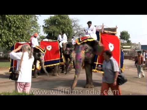 Decorated elephants move with poise in pageant at the Jaipur Elephant Festival