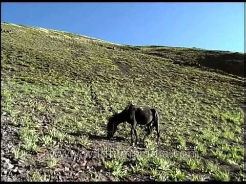Ponies grazing in the hilly grasslands of Ladakh