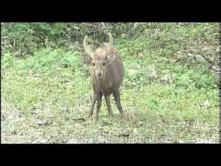 The Hog Deer of South Asia