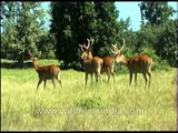 Bunch of Swamp deer or Barasingha grazing