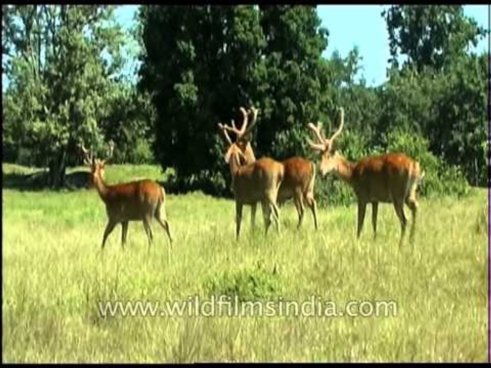 Bunch of Swamp deer or Barasingha grazing