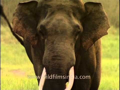 Herd of Indian elephant enjoying mud bath at Jim Corbett National Park