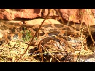 Python in camouflage, taking in winter sunshine