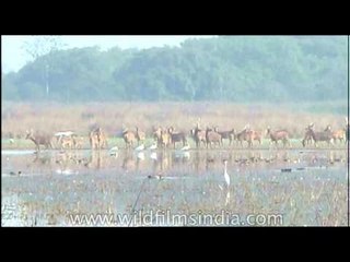 Life of Barasingha or Swamp deer in India