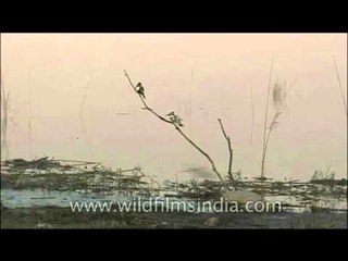 Pied Kingfisher - hovering over clear rivers