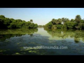 Bharatpur's beautiful wetlands
