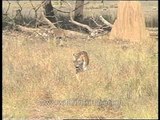 Tiger cubs roaming in central Indian jungle