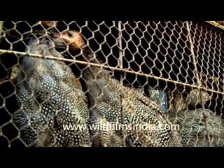 Birds to be sold at Sonepur mela, Bihar
