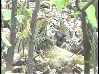Mother tigress having lunch with cubs!