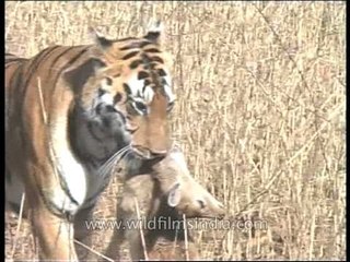 Tiger carrying dead deer by the neck