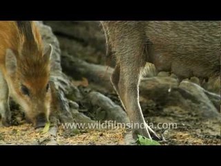 Wild boar -  Keoladeo National Park