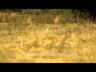 Painted Storks of Bharatpur Bird Sanctuary