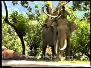 The Elephant collection