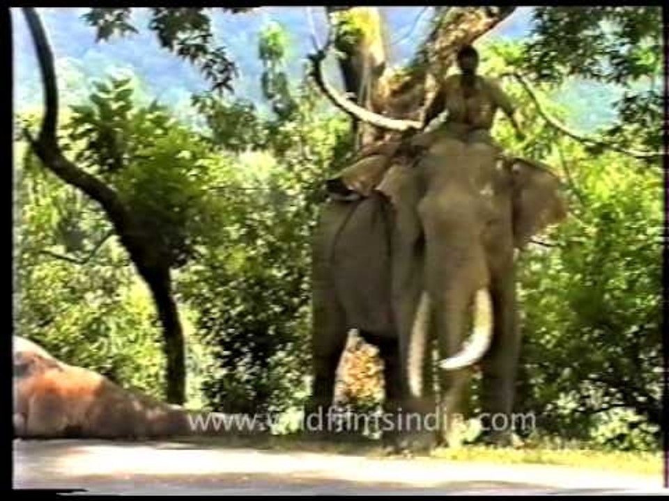 The Elephant collection