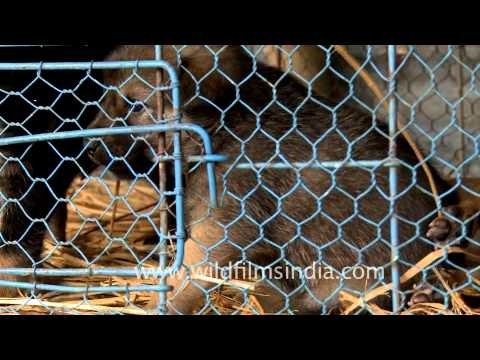 Cute puppies for sale at the Sonepur Cattle Fair, Bihar