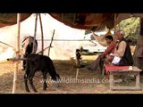 Cows on sale at Sonepur Cattle Fair, Bihar