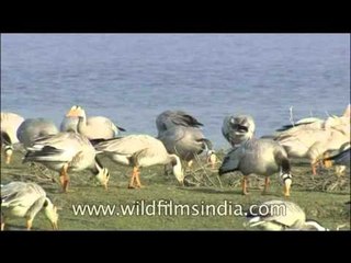 Bar-headed Geese