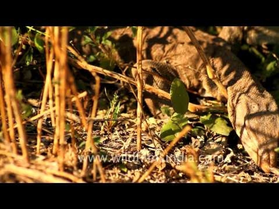 Monitor Lizard