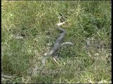 Snake slithering through the grass