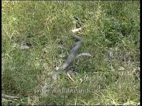 Snake slithering through the grass