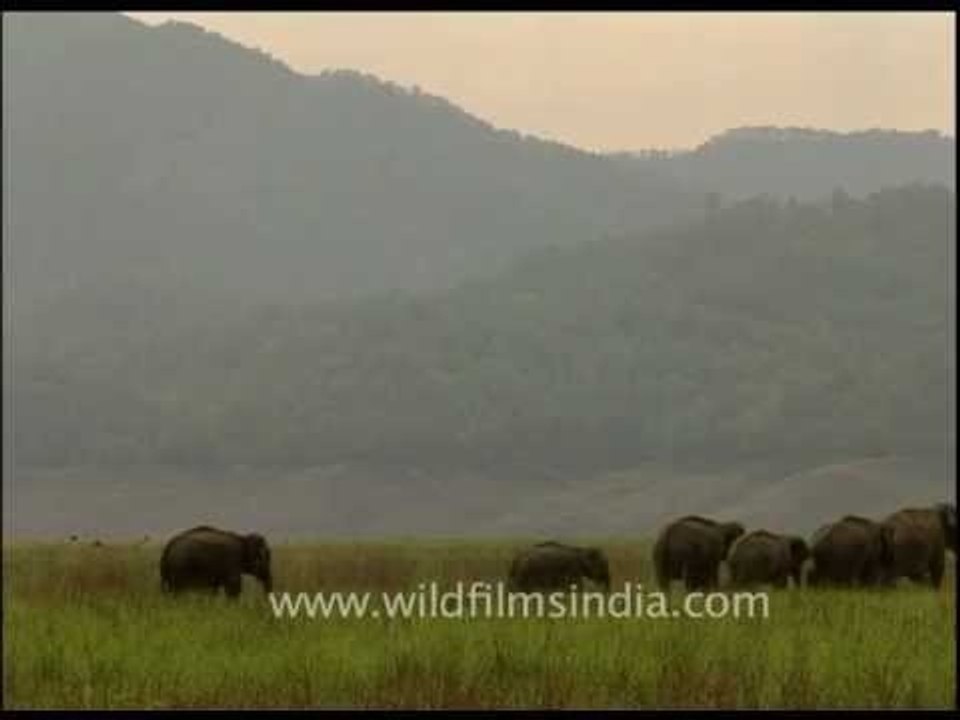 An elephant herd in the Himalayan foothills