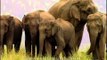 Herd of Indian elephant at Jim Corbett national Park in India