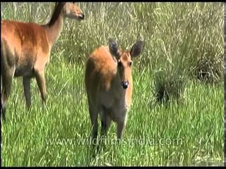 Barasingha grazing in the wilderness