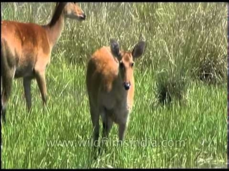 Barasingha grazing in the wilderness